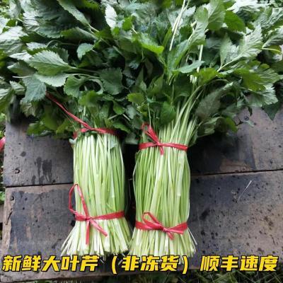 东北新鲜大叶芹现摘现发山野菜鲜嫩新鲜反季绿色农家山芹非速冻