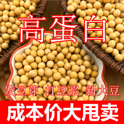 东北黄豆黄豆豆浆专用发豆芽新豆2023年新大豆东北大豆