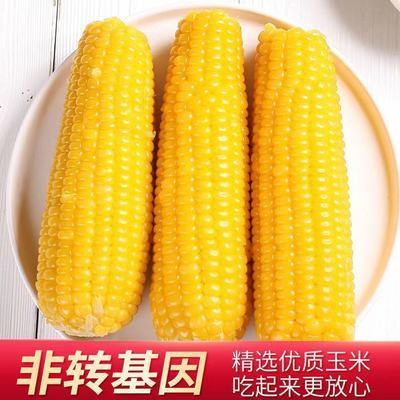 【新店冲量】东北糯玉米黄玉米玉米棒真空包装非转基因粗粮代餐