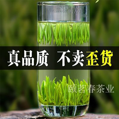 特级雀舌茶2024新茶正宗高档明前早春雀舌浓香型高级嫩芽罐装250g