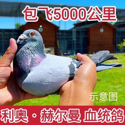 利奥赫尔曼血统赛鸽活的信鸽5000公里超远程公棚成绩鸽后代包活