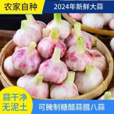 新大蒜2024新鲜鲜蒜大蒜头批发紫皮湿蒜嫩蒜现挖现发可腌制生吃