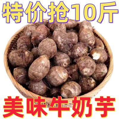 【抢10斤】今日现挖新鲜白芽芋头农家种植脆口芋头芋母毛芋头批发