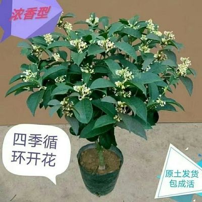 四季桂花树浓香盆栽庭院金桂浓香型阳台花卉绿植室内好养