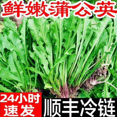 【顺丰】新鲜蒲公英现挖山野菜婆婆丁时令蔬菜蘸酱菜生野菜苦麦菜