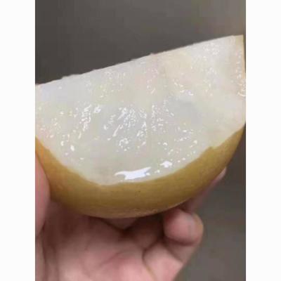 莱阳冰糖秋月梨新鲜水果5斤孕妇正宗山东梨子当季整箱脆甜