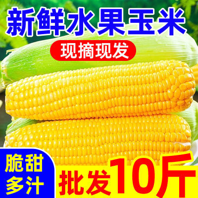 【今日热卖】黄金水果玉米新鲜现摘甜玉米棒生吃牛奶爆浆玉米批发
