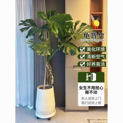 龟背竹盆栽绿植客厅北欧大型室内植物除甲醛植物办公室好养网红款