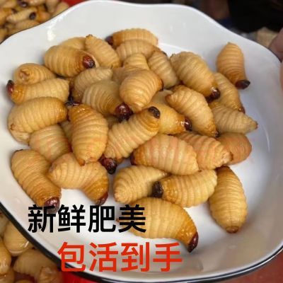 鲜活竹虫大竹椰子新鲜皇竹虫竹笋虫子昆虫食用竹子可食用发货