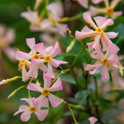 风车茉莉粉色洗礼、黄色托斯卡纳之星、浓香型、大藤本、庭院花卉