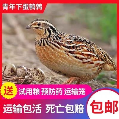 活鹌鹑活苗下蛋鹌鹑青年巨型鹌鹑产蛋鹌鹑活苗包邮阳台产蛋饲料