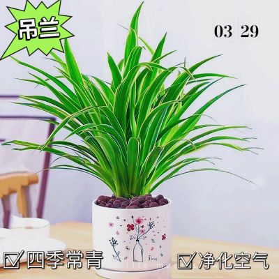 金边吊兰大盆宽叶好养植物四季种植办公室净化空气吸甲醛绿植花卉