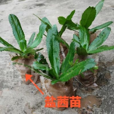 广西盐茜苗假芫荽刺芹老缅阳台四季可种蔬菜大叶芫荽秧苗香菜食用