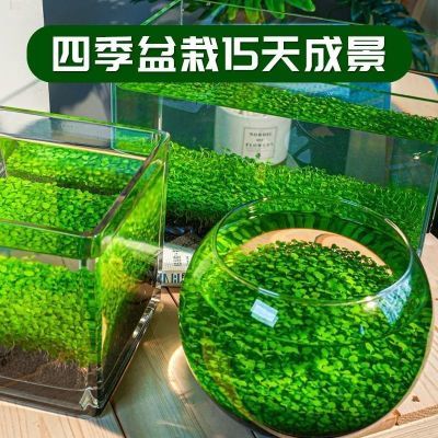 水草种子水草泥生态家用创意鱼缸玻璃瓶水培植物四季造景鱼缸小型
