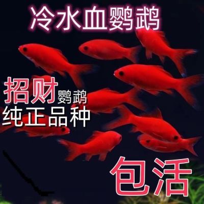 冷水淡水观赏鱼黑葡萄眼中国红冷水鹦鹉草金鱼包邮便宜耐寒耐活