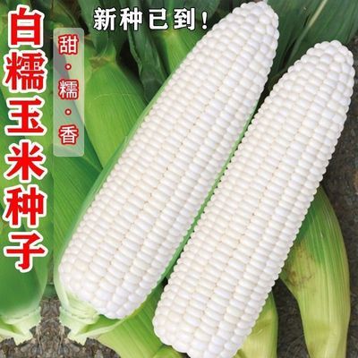 京科糯2000E白色甜玉米种籽 超甜糯玉米春秋四季超甜粘糯农家传统