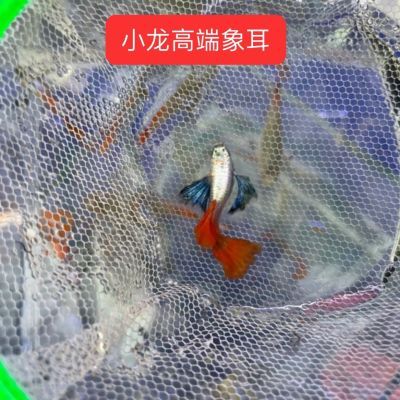 越南进口白金象耳红尾  纯种鱼房精养 鎏金花蝴蝶 孕母临产凤尾鱼