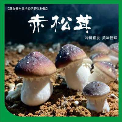 【现采现发】赤松茸新鲜大球盖菇菌菇煲汤当季姬松茸天然贵州蘑菇