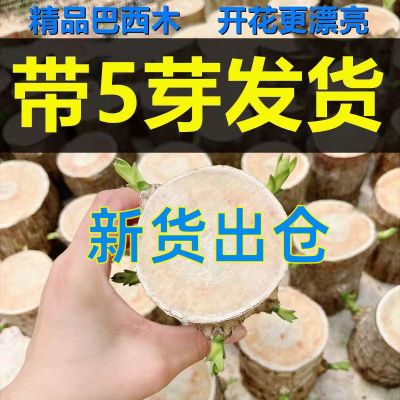 驱蚊虫带芽叶巴西木开花水养花苞水培室内客厅四季绿植水培养花卉