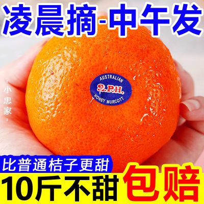 【甜爆了】广西武鸣沃柑无籽超甜大果新鲜水果整箱丑橘桔子粑粑柑