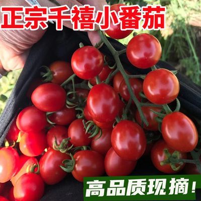 山东千禧圣女果新鲜小番茄当季现摘水果樱桃柿子农家蔬菜小西红柿