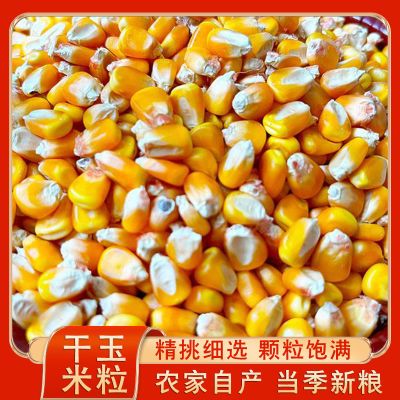 本土老玉米品种非转基因硬粒型干玉米可煮食面食爆米花专用可留种