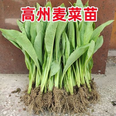 正宗高州甜麦菜苗种阳台盘栽新鲜蔬菜八角油麦苦唛菜四季种子秧苗