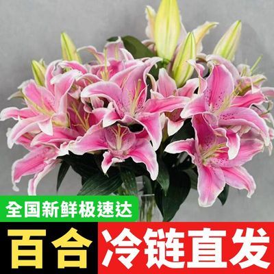 【冷链发货】多头百合香水家庭水培玫瑰花束康乃馨真云南鲜花直发