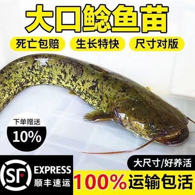 大口鲶鱼苗冷水南方土鲶鱼杂鱼克星鲶鱼大型凶猛路亚二须鲶鱼苗