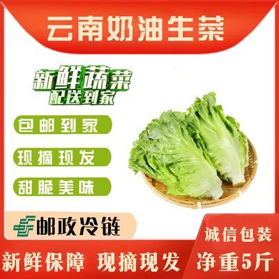 云南农家自种田园大利生菜绿色甜脆四季蔬菜一整箱生菜新鲜生吃