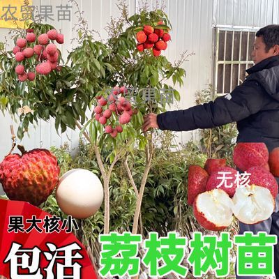 【带土发货】广西荔枝苗无核妃子笑桂味荔枝苗带土南北方种植果树