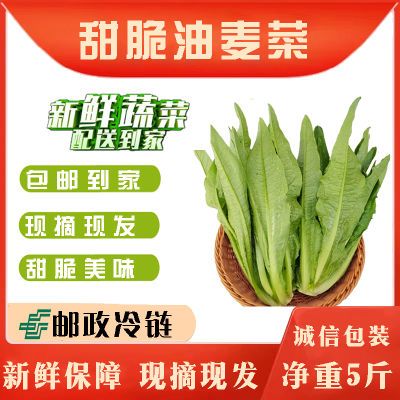 云南农家自种油麦菜蔬菜现摘现发甜脆油麦菜健康绿色蔬菜新鲜