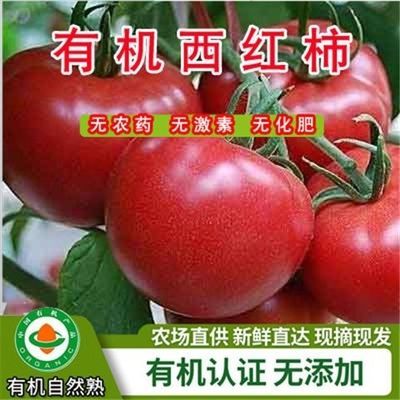 酸甜!水果番茄圣罗兰农场直发有机自然熟西红柿新鲜生吃孕妇可吃