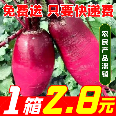 【1箱2块多】紫美人萝卜凤梨水果型青红皮潍坊冰糖心生吃泡菜萝卜