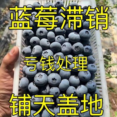 【新店半价】蓝莓新鲜孕妇鲜果当季现摘大果宝宝辅食单盒70克净