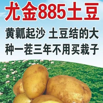早熟土豆种子尤金885马铃薯种子香面起沙麻皮抗病好吃高产
