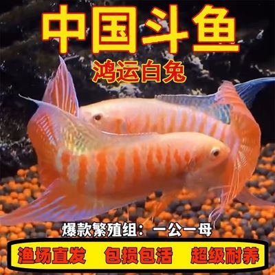 中国斗鱼鸿运白兔白化普叉观赏鱼冷水鱼好养耐活小鱼免打氧
