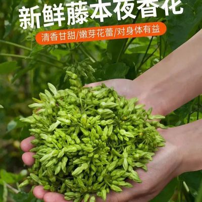 夜香花1斤食用藤本种苗清香嫩芽新鲜花蕾半成品特色食材野菜花苞