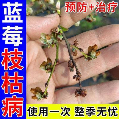 蓝莓专用杀菌剂蓝莓病全治生物肥料全杀炭疽病叶枯病僵果病白粉病