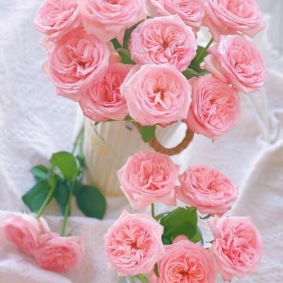 戴安娜玫瑰粉色玫瑰花爱意表达礼物花水培先切花云南昆明基地直发
