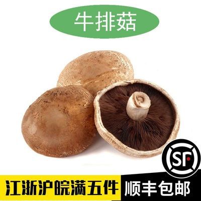 新鲜牛排菇大褐菇优选食用菌Portobello mushroom珍宝菇波特菇