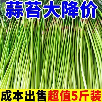 蒜薹蒜苔新鲜红帽2024最新款5斤长山东特产批发