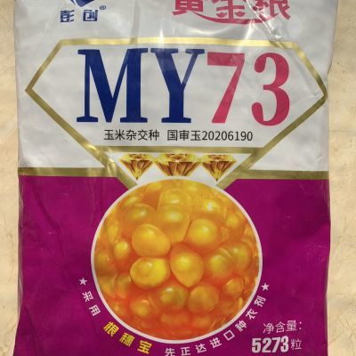 白轴玉米品种MY73 高密度 黄金粮 米质优 出籽率高 容重