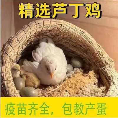网红卢丁鸡阳台芦丁鸡饲料迷你宠物下蛋窝幼崽活物便宜小鸡自养