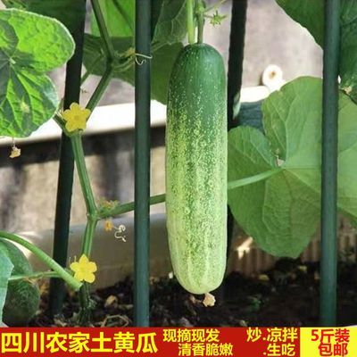 【现摘现发】正宗当季四川旱黄瓜新鲜减脂蔬菜懒人即食黄瓜5斤