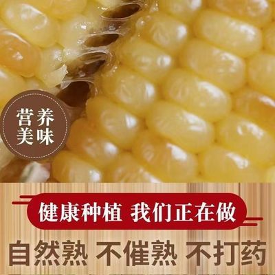 东北花糯黄糯玉米10支新鲜甜糯玉米粗粮即食早餐真空包装玉米棒