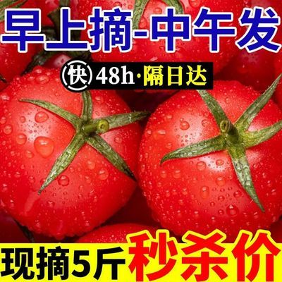 现摘圣女果小番茄西红柿新鲜水果樱桃番茄新鲜蔬菜孕妇水果