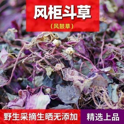 福建野生风柜斗草新鲜当季野生风鼓草草风骨草楮头红清热风晒干