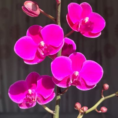 【满天红】玫红色蝴蝶兰带花带花苞2.8杯单双剑花期长好养开花株