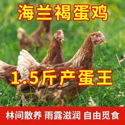 林间散养-正宗产蛋王海兰褐1-1.5斤蛋鸡超大苗农家野外自养